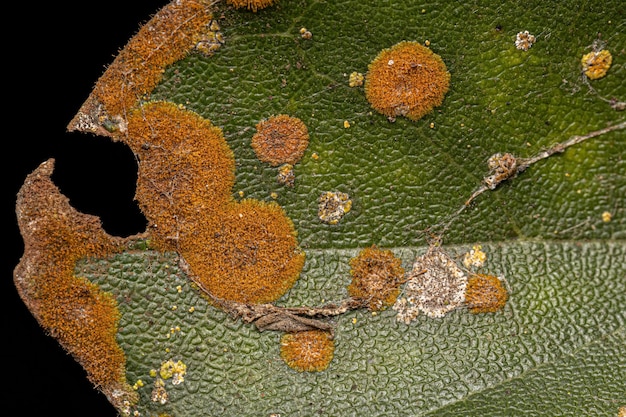 Small orange terrestrial algae