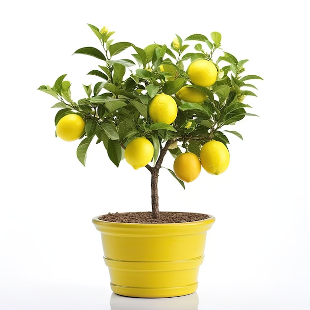 Photo a small orange tree with green leaves is in a pot.