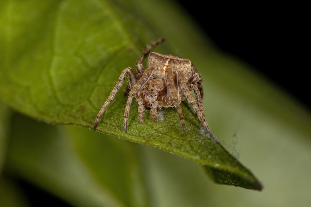 Piccolo ragno tessitore di sfere della famiglia araneidae