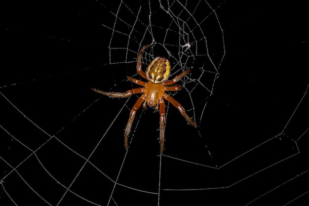 Foto piccolo ragno orbweaver