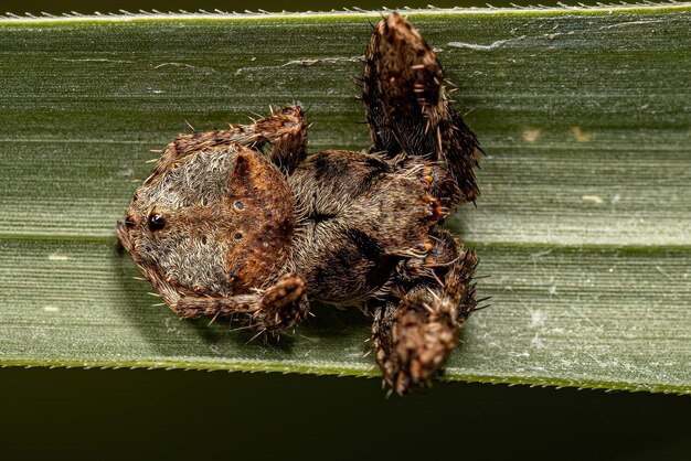 Small Orbweaver Spider