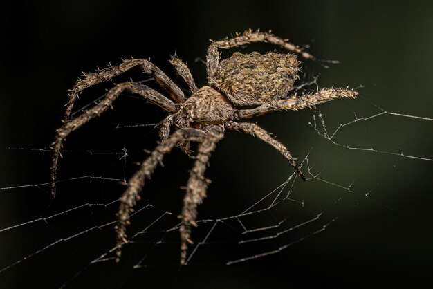 Photo small orbweaver spider