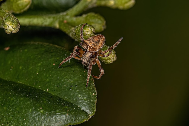 Small Orbweaver Spider