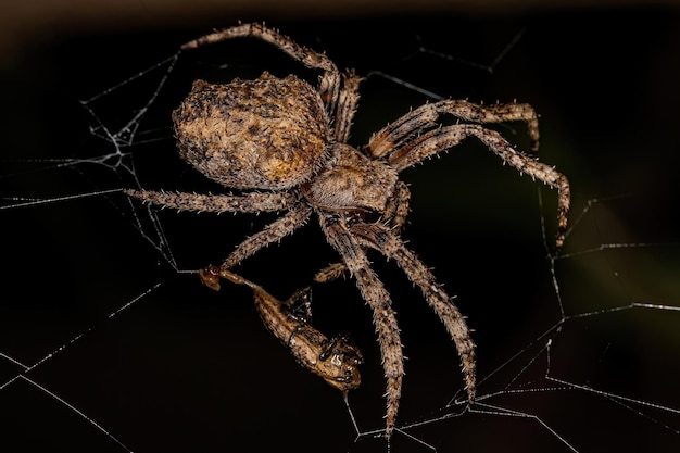 写真 スモール オーブウィーバー スパイダー