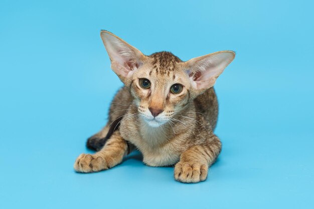 Small oriental kitten of chocolate color