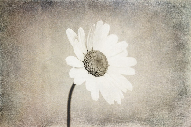 small original delicate free field camomile flowers on a light background