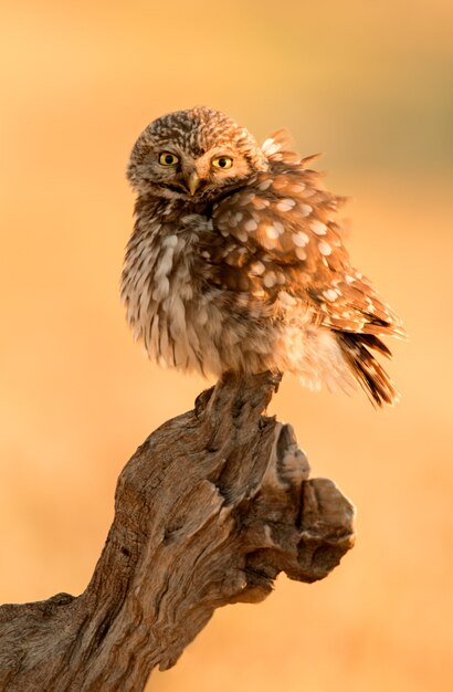 Photo small owl in the nature