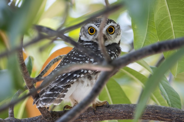 A small owl sits in a tree with a green branch