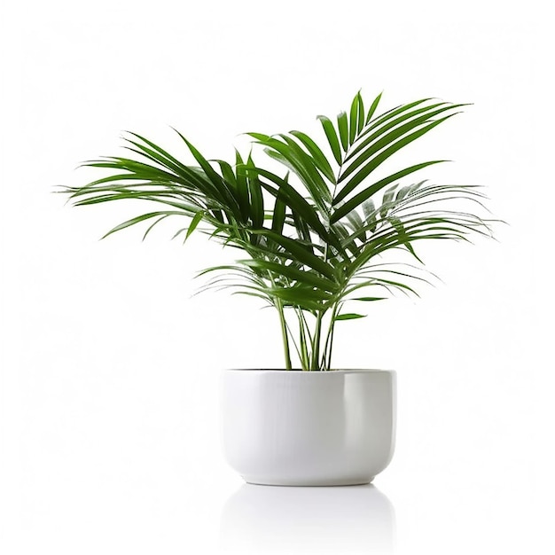 A small palm tree in a white pot with a white background.