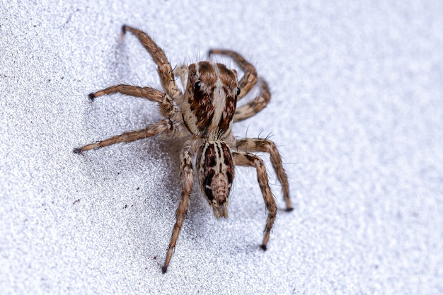 Small Pantropical Jumping Spider of the species Plexippus paykulli