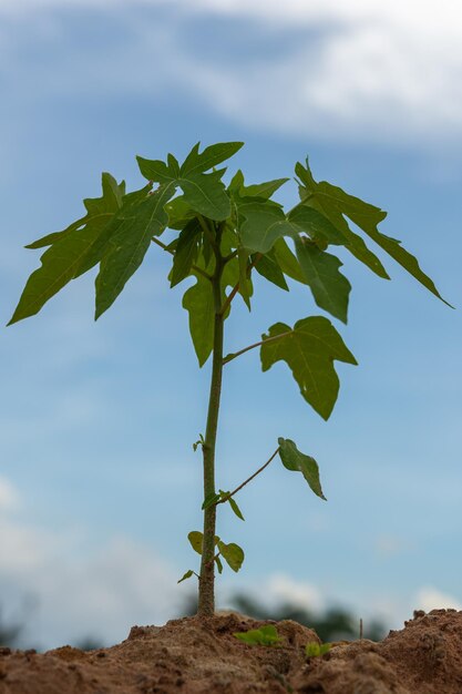 A small papaya tree planted on the ground the sky was clear