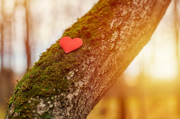 Photo small paper heart on a tree