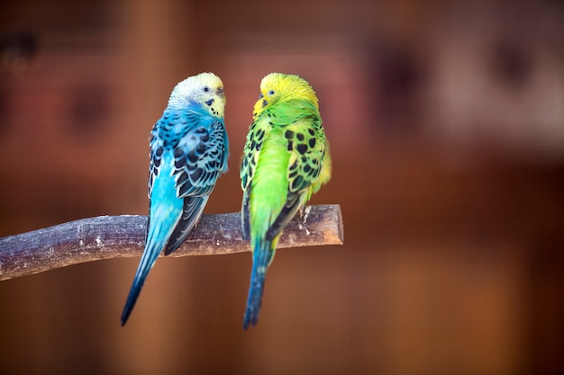 Small parrots birds, bright blue and green, sitting on tree branch on blurred copy space. Keeping pets at home concept.