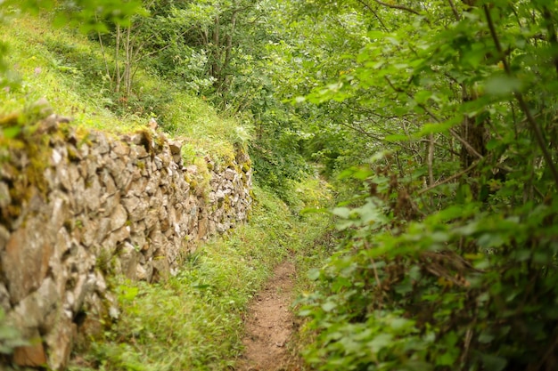 Photo a small path among the greenery