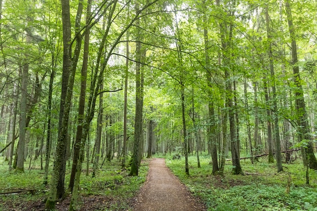 Foto piccolo sentiero tra alberi secolari