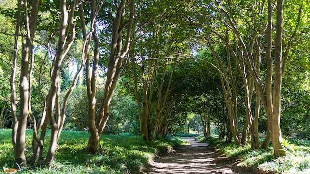 Small path under tunnel from small trees in Arboretum of Sukhum, Abkhazia.