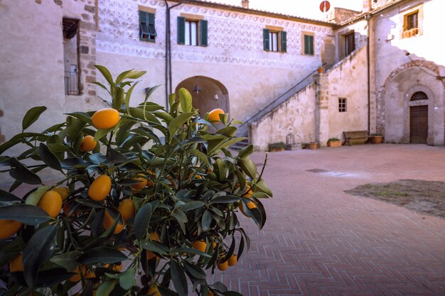 手前の小さなパティオみかんの木。イタリア