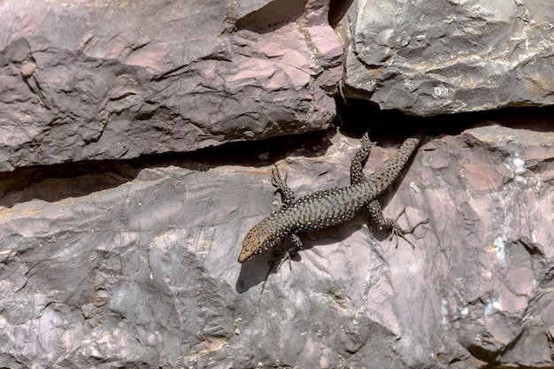 돌담 근접 촬영에 작은 무늬 빠른 도마뱀 Lacerta graeca