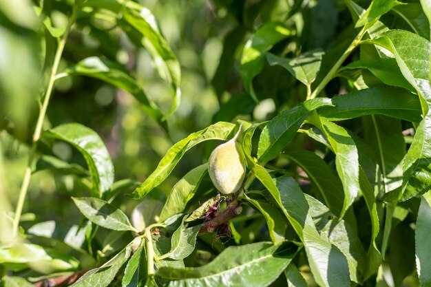 Small peach fruit growing on a peach tree