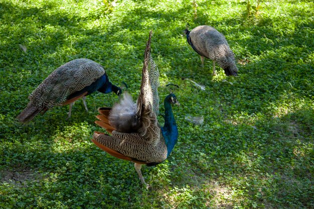 Small peacock birds of uzbekistan