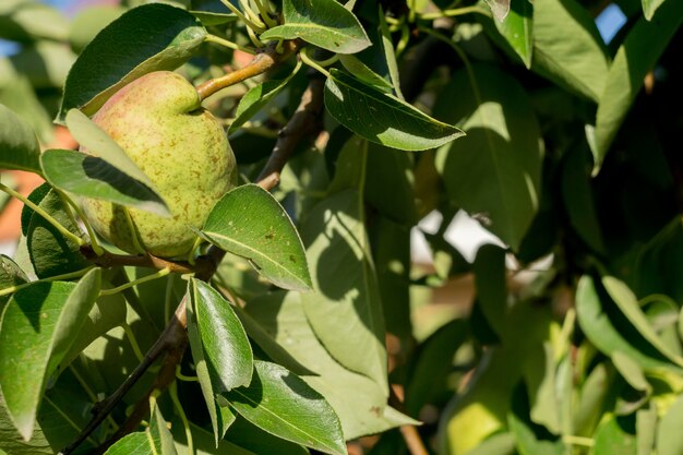 Small Pears on Branch