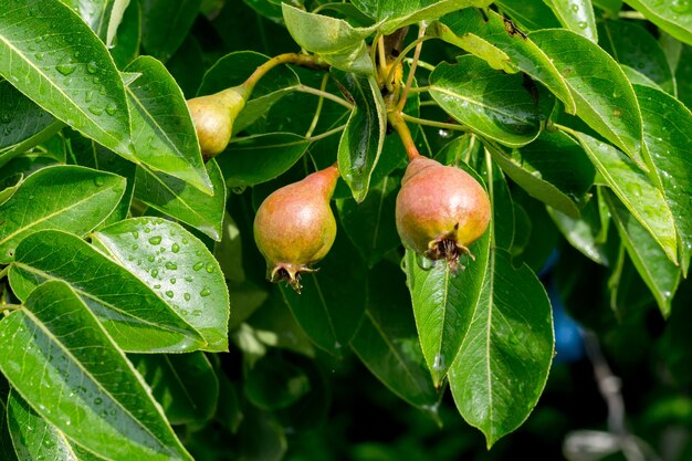 Small Pears on Branch