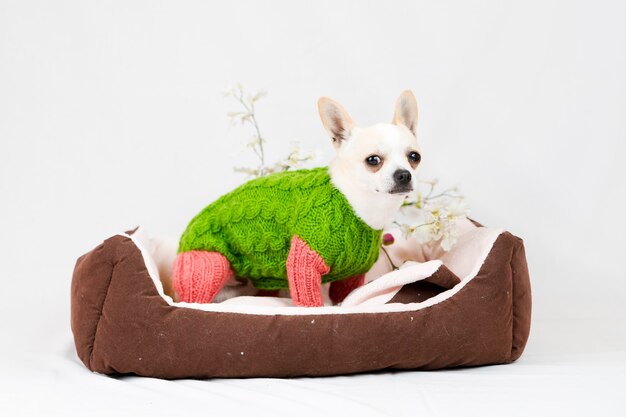 Small pedigree dogs on a on white