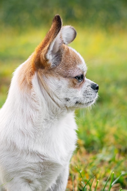 Small Pekingese dog with a close look in the garden on a blurred background