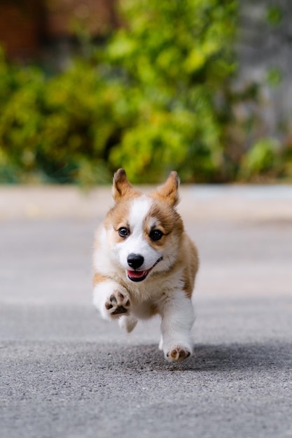 Small Pembroke Welsh Corgi puppy runs in a jump Looks like he can fly Happy mischievous little dog Concept of care animal life health show dog breed