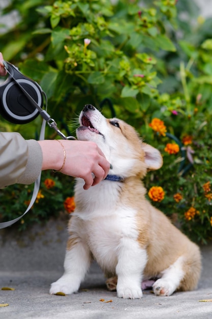 작은 Pembroke Welsh Corgi 강아지는 꽃집 근처에 앉아 있습니다. 소녀는 줄을 잡고 목걸이를 조정합니다. 즐거운 악랄한 개. 돌봄의 개념. 동물 생활. 건강 쇼. 개 품종.