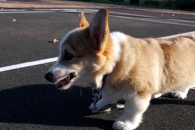Small Pembroke Welsh Corgi puppy stands in a city park on a sunny day and chews a stick Happy little dog Concept of care animal life health show dog breed
