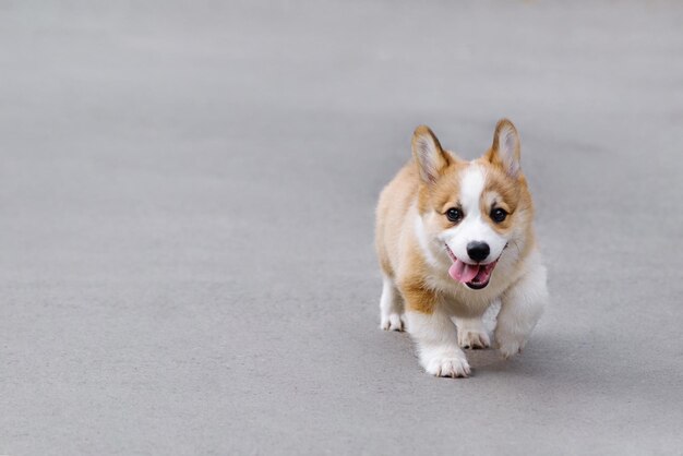 Small Pembroke Welsh Corgi puppy stands on the street on the asphalt looks at the camera and smiles Happy little dog Concept of care animal life health show dog breed