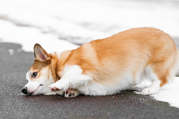 Фото Маленький pembroke welsh corgi щенок ходит по снегу он упал и лежит вокруг счастливая маленькая собачка концепция ухода за животными жизнь здоровье шоу породы собак