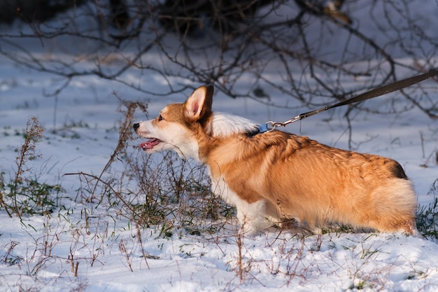 Small Pembroke Welsh Corgi puppy walks on a leash in the snow on a sunny winter day Happy little dog Concept of care animal life health show dog breed