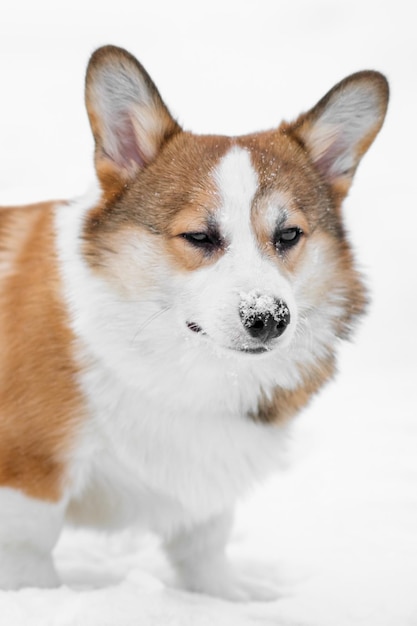 Small Pembroke Welsh Corgi puppy walks in the snow Makes for a cool look Happy little dog Concept of care animal life health show dog breed