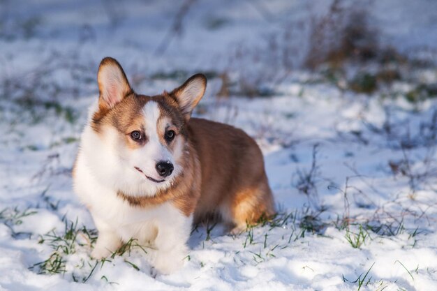 Small Pembroke Welsh Corgi puppy walks in the snow on a sunny winter day Happy little dog Concept of care animal life health show dog breed