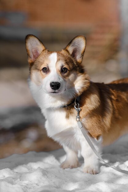Small Pembroke Welsh Corgi puppy walks in the snow on a sunny winter day Looks at the camera Happy little dog Concept of care animal life health show dog breed