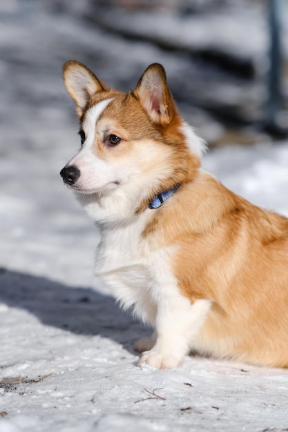 Small Pembroke Welsh Corgi puppy walks in the snow on a sunny winter day Sitting Side view Happy little dog Concept of care animal life health show dog breed