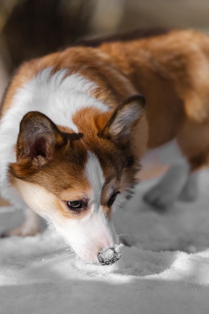 Small Pembroke Welsh Corgi puppy walks in the snow on a sunny winter day Sniffs the snow Happy little dog Concept of care animal life health show dog breed