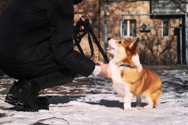 작은 Pembroke 웨일스 Corgi 강아지는 그의 주인과 함께 은 겨울 날 눈에서 고 주인의 명령을 따르고 손바닥을 줍니다. 행복한 작은 개.