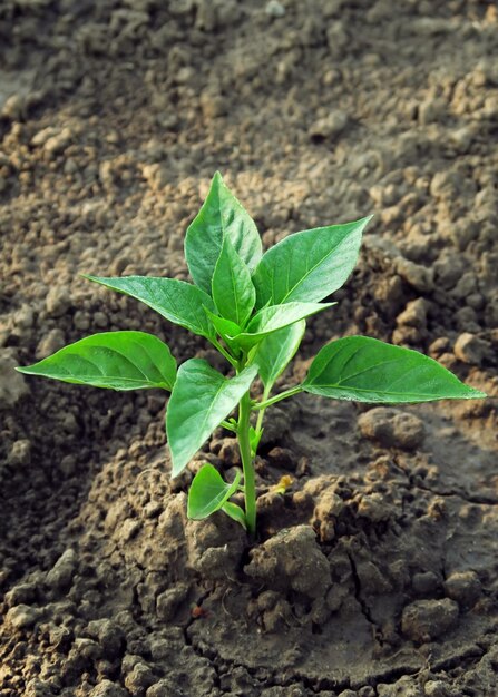 a small pepper bush growing in a garden bed