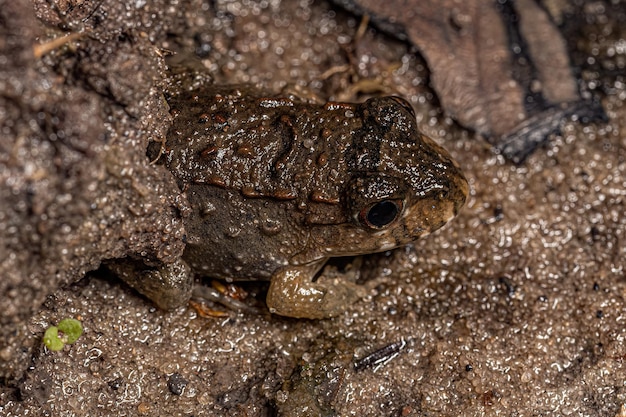 Small Pepper Frog