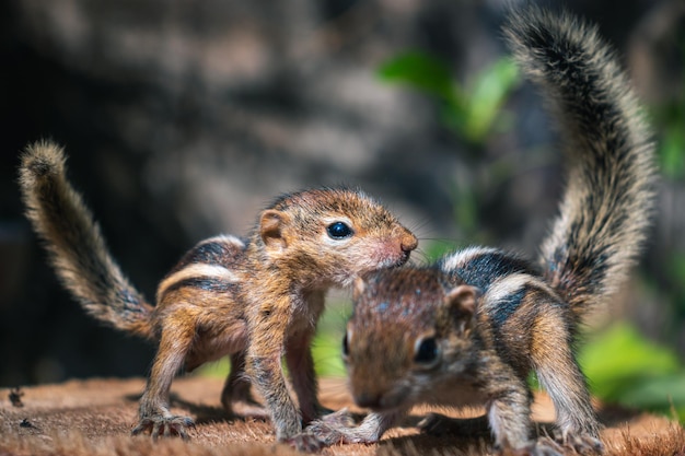 Small Pet Squirrels playing together outside cute and adorable orphan squirrel babies barely can walk and climb fluffy tails up in the air three striped palm squirrels front view photograph