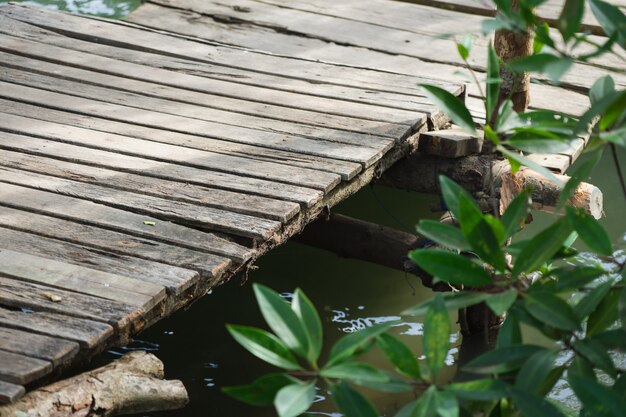 Small Pier Going out to the mangrove forest, looking at it and giving it peace and relaxation