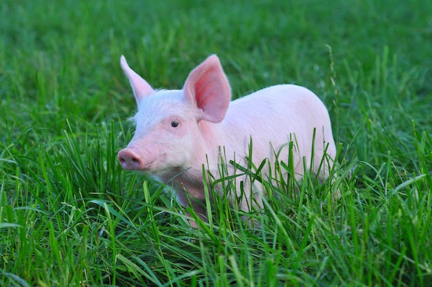 Small pig on grass