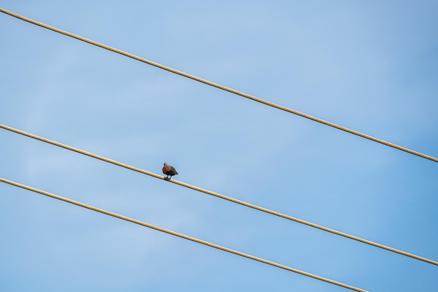 Small pigeon perching on electricity wire on blue sky