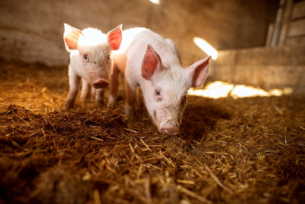 A small piglet in the farm.