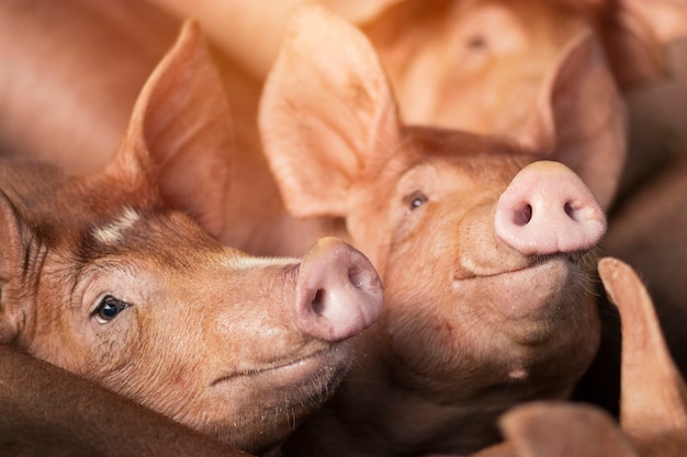 Small piglet sleep in the farm. group of pig indoor waiting\
feed. swine in the stall. close up eyes and blur.