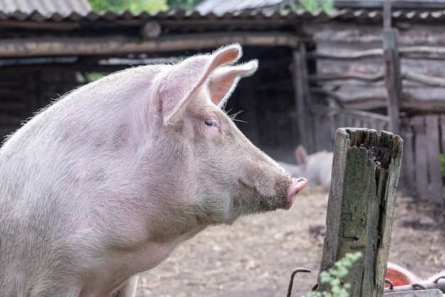 A small piglet stands on its feet and looks over the fence of the pen