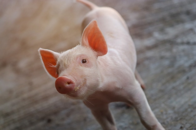 Small piglet waiting feed. pig indoor on a farm yard. swine in\
the stall. close up eyes and blur. portrait animal.